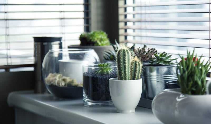 City Plants